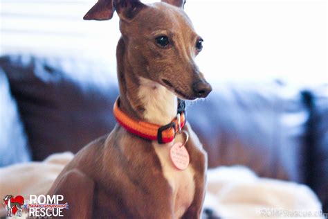 italian greyhound florida|adopt an italian greyhound rescue.